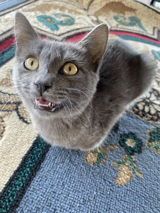 Отдам даром котенка