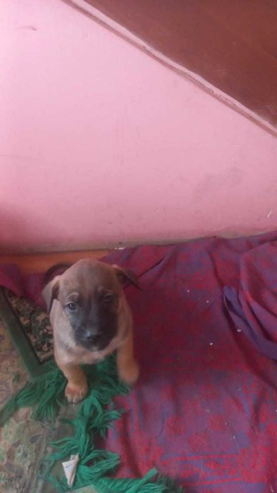 Щенки смесь Бельгийка мама с двором