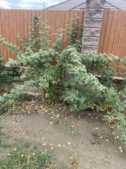 Продам вьющие розы бутоны крупные и белые