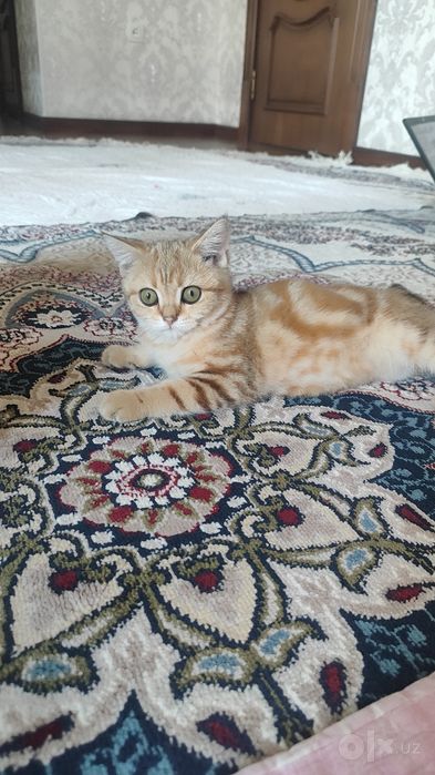 British shortheir zotdor mushuk