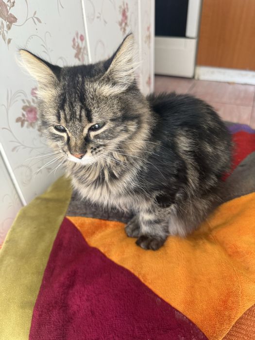 Котенок в добрые руки