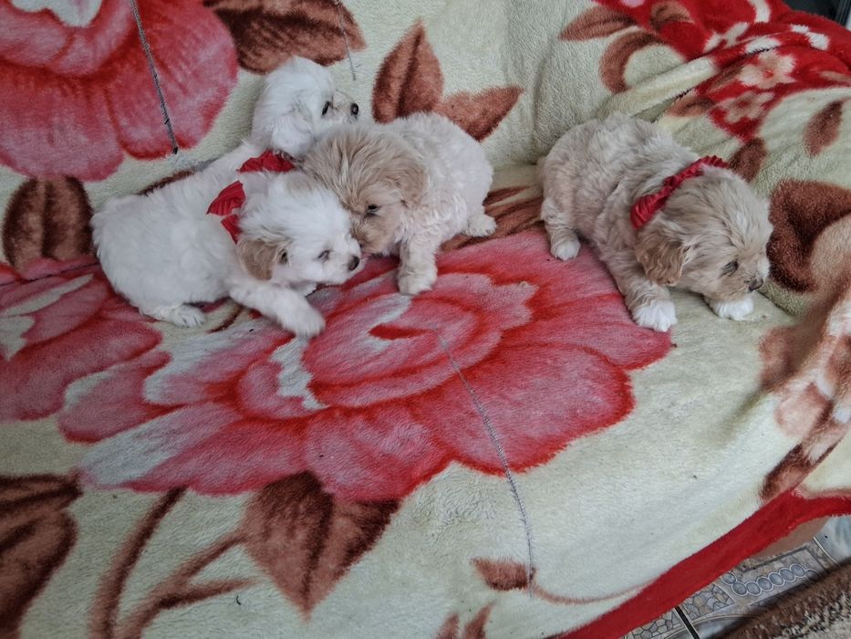 Porumbei de rasă