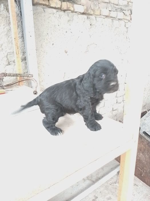 Spanel kucukcla sotiladi toza zot