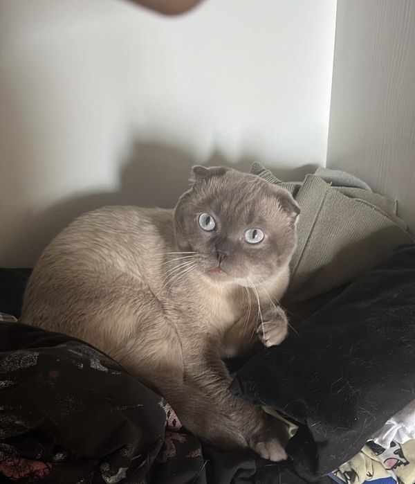 Кот ищет кошку, вязка