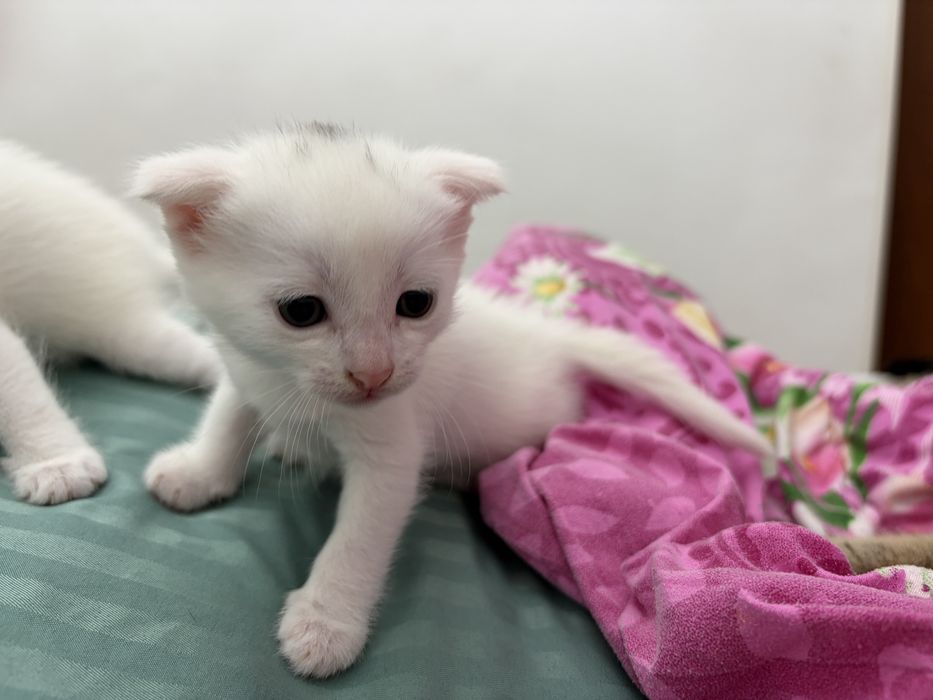 Британские вислоухие котята