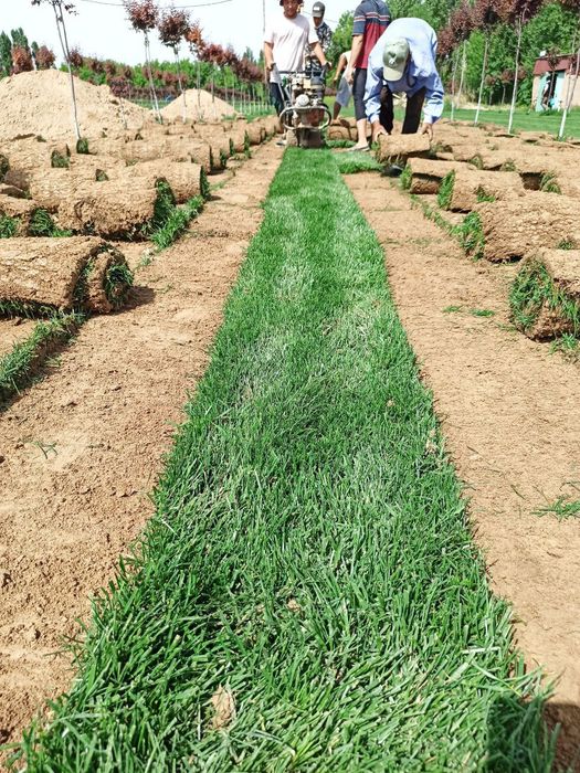 Газоны рулонные Дания.³³. Ландшафтный дизайн