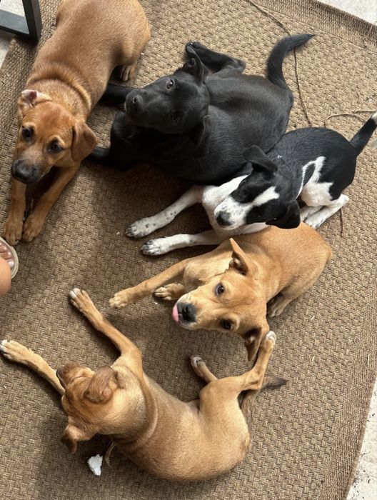 Donez catei (nu sunt de rasa)