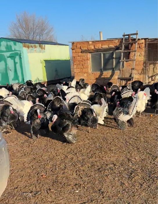 Продается индюки