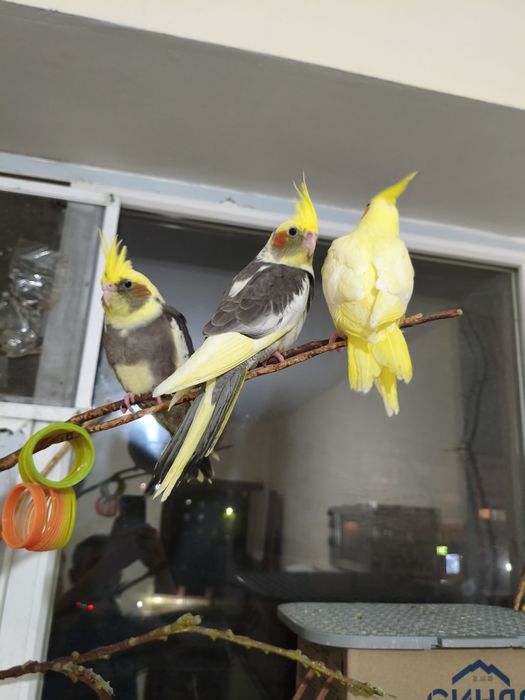 Продаются попугаи кареллы