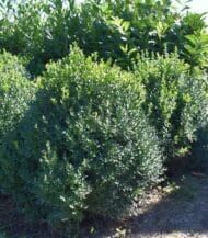 Pomi Buxus de vanzare din pepiniera