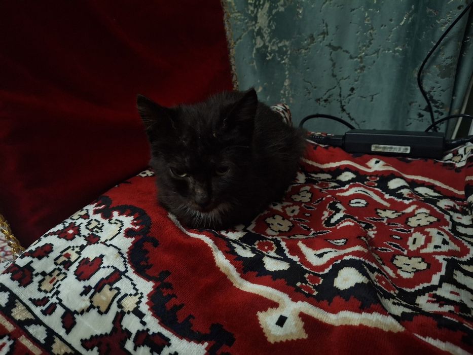 Отдаю котёнка девочку
