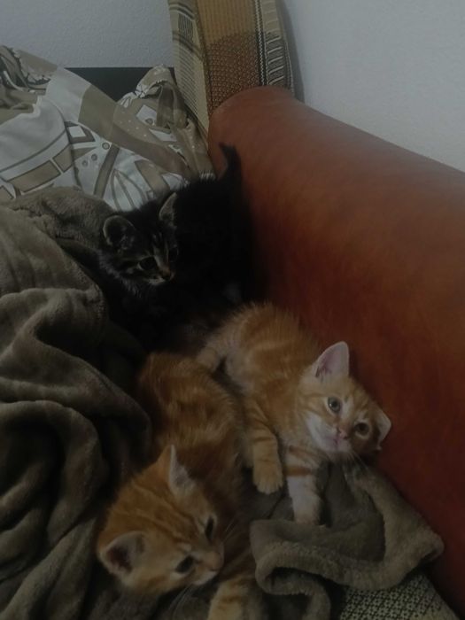 3 pisicute spre adoptie