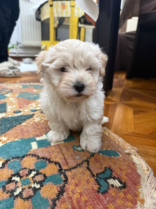 Bichoni maltezi fetite si baietei