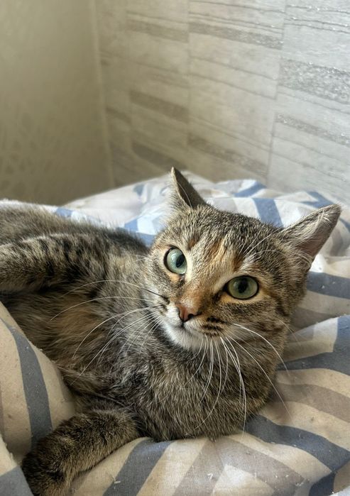 Отдаем кошку бесплатно