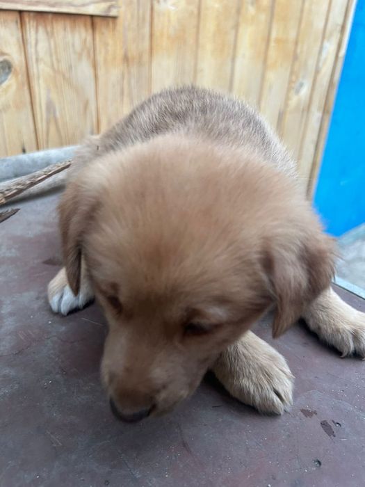 Отдам щенят даром.