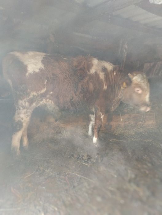 Продам быка 480000