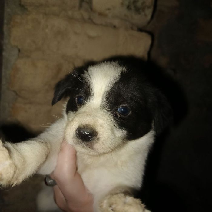 Продаются щенки 150 000сум Джек Рассел смешанный