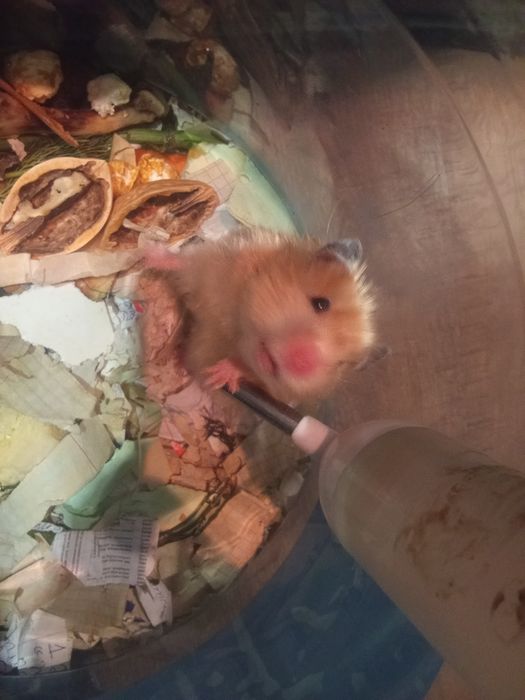 Хомячиха бесплатно отдам