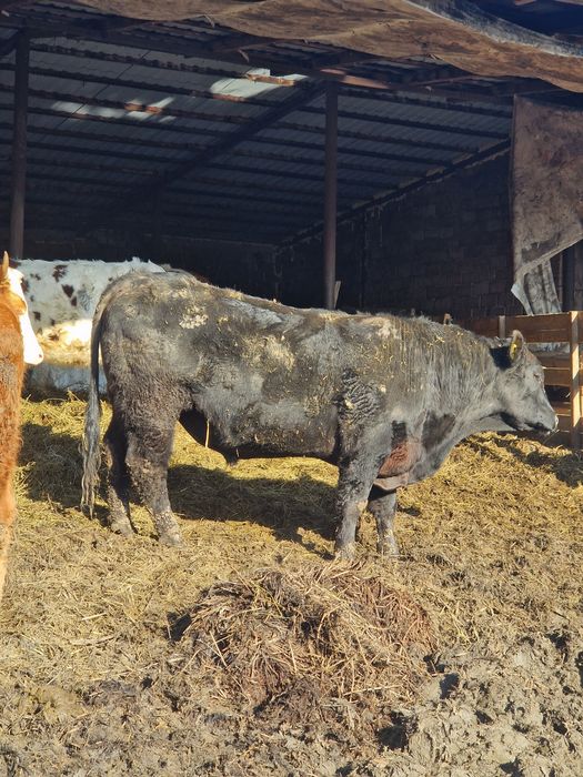 Vand animale de la vitei la vaci ci vitei angus si baltate 40 de bucat