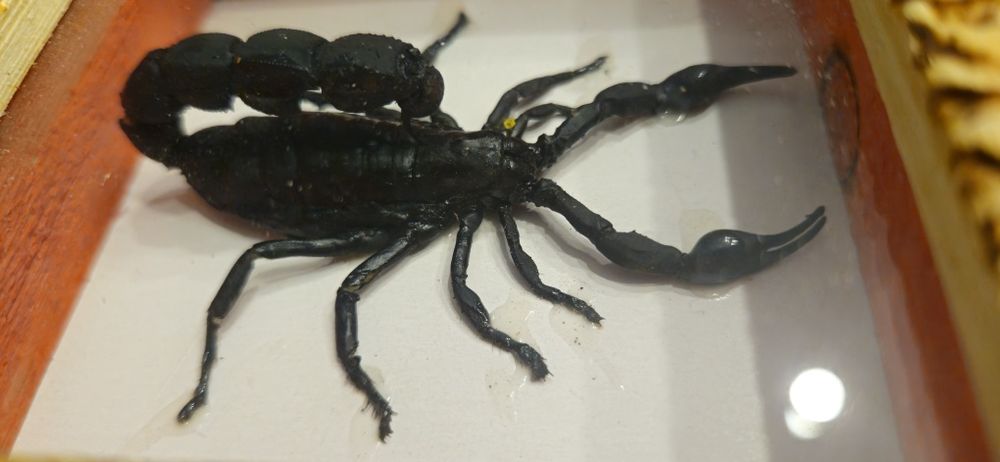 Vand/schimb  halbe germane vechi. Si 2 scorpioni.Vezi cele 8 poze