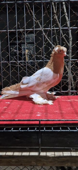 Нават голуббкааа