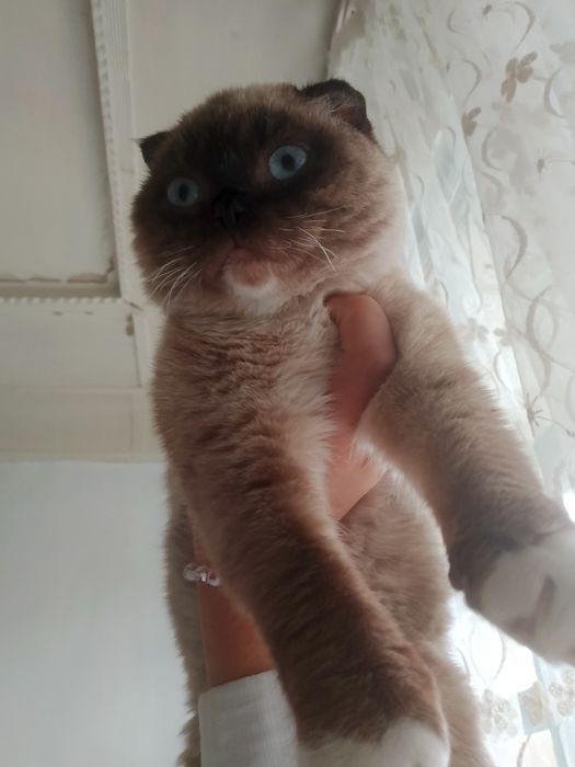 Mushuk sotiladi scottish fold oʻgʻil bola