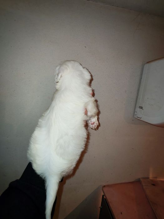 Bichon maltez mini toy băiat