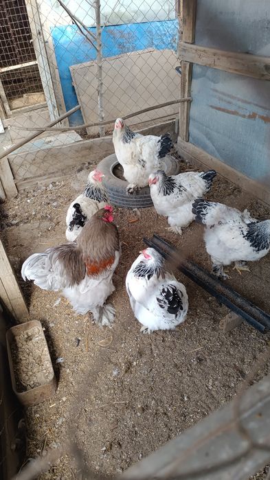 Инкубационное яйцо.