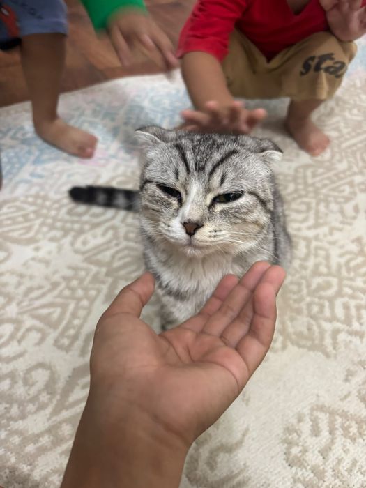 Шотландски кот домашни