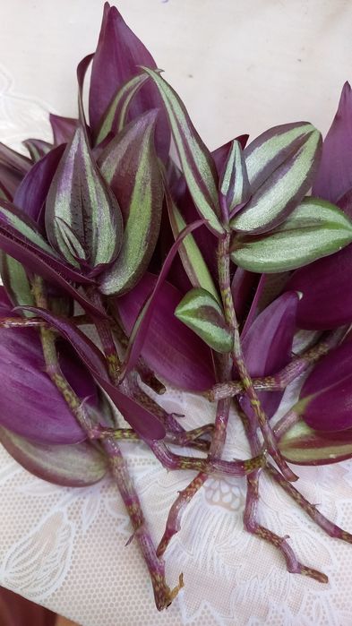 Цветы  для  дома