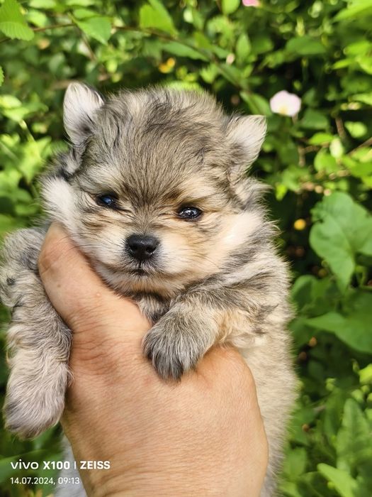 Продам щенков шпица.