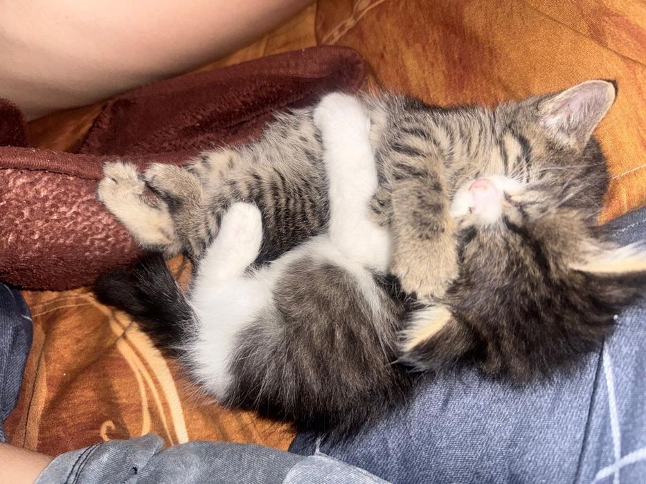 2 мысык сатылады 2  аилык