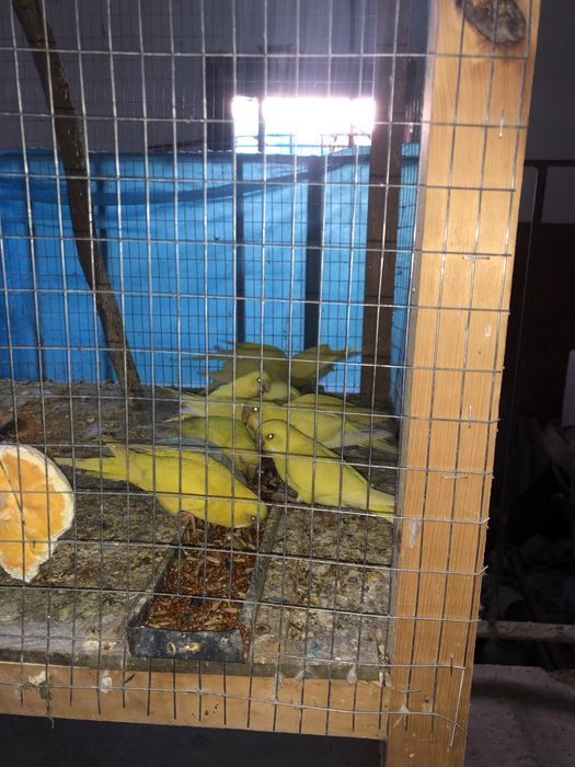 Лимон папугае лар