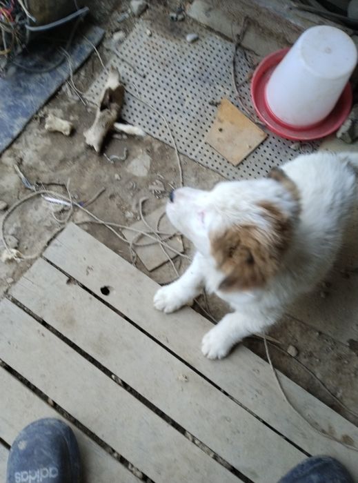 .  Продаётся щенок алабая