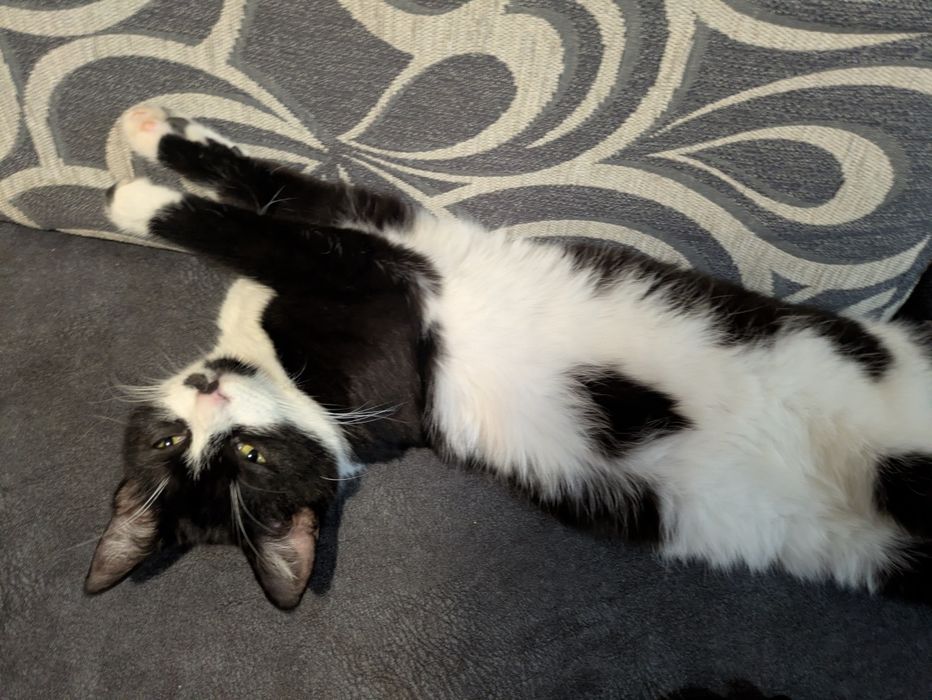 Pet sitter pet walker,Foster doar pt judet Vrancea,cazare pisici ,cățe