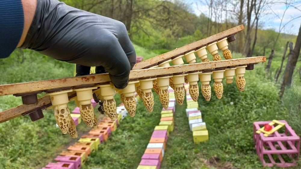 Vând Botci .matci virgine