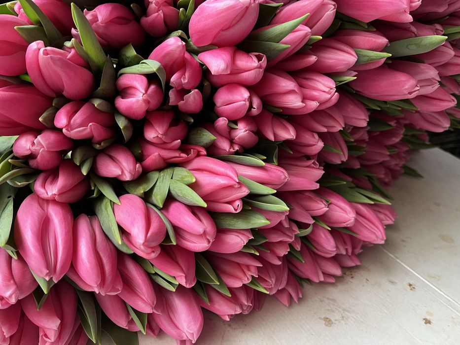 Беларусь тюльпаны премиум качество