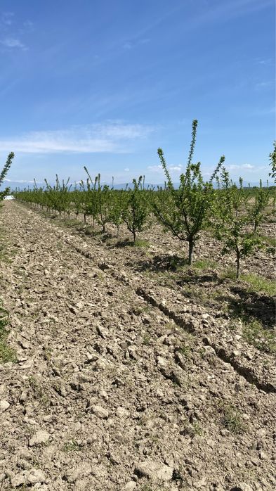 Продава се Земеделски имот в с. Крислово, Област Пловдив -  кв.м за 2267 €/дка - Снимка #16