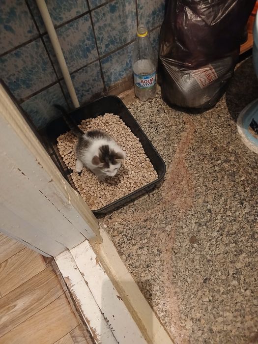 Отдам котят добрые руки