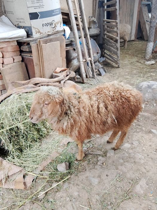 Токты, барашек, ягненок