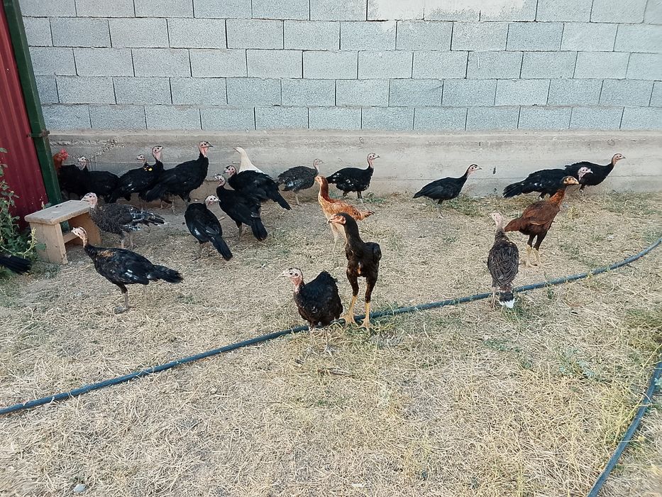 Продам продам продам