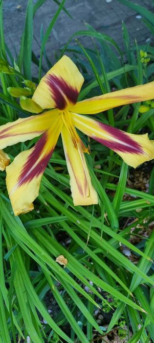 Хемерокалиси - богат избор