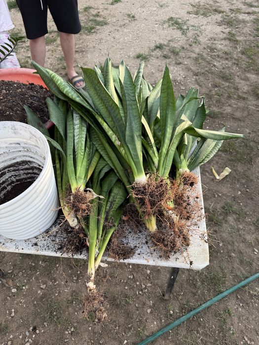 Сансевиерии цветы комнатные