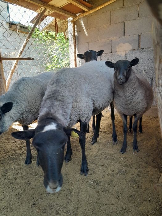 Рамановские овцы