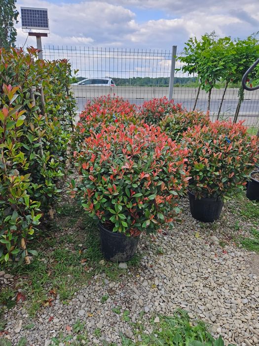 Photinia Red Robin glob
