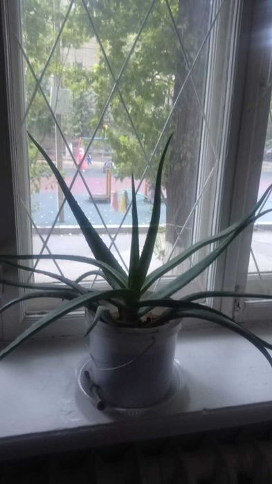 Продам комнатный цветок Алоэ 5000