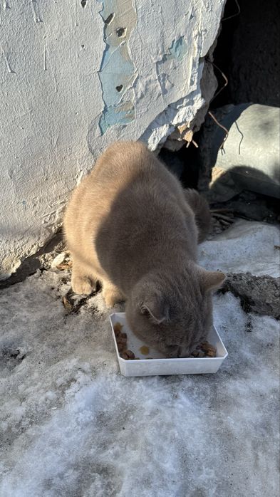 Отдам кота, ищу дом для кота