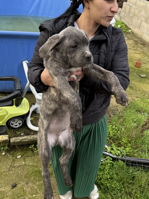 Страхотен подарък за Коледа тигровото момченце