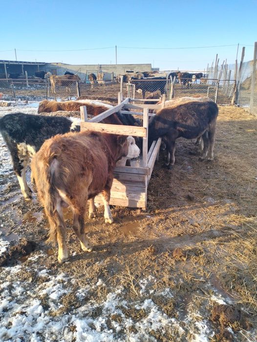 1 жасар жемделген букалар