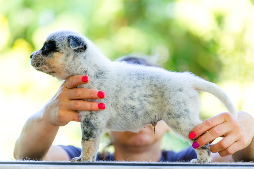 Australian Cattle Dog mascul